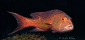   Just grouper windy day we dived around yenbuba Raja Amat. Usually groupers swam away me but this one. like colours he looks has something say. What do you think Amat one say  